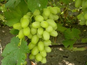 «Ландыш» - гибридная форма винограда