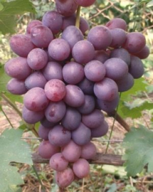 Сорт винограда «Низина»