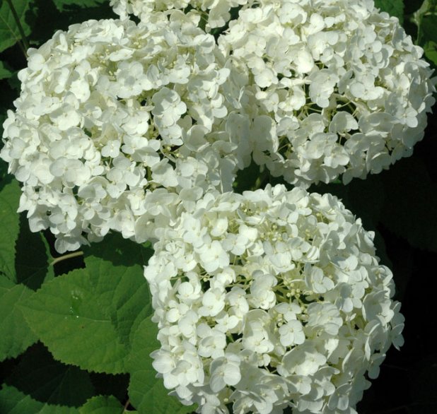 Гортензия "Аннабель": описание, выращивание, посадка и уход