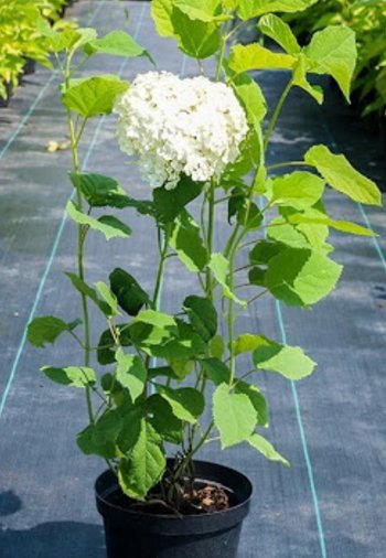 Гортензия "Аннабель": описание, выращивание, посадка и уход