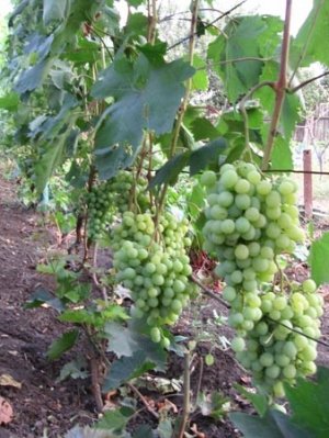 Виноград переносит низкие температуры, но лучше все-таки укрывать кусты на зиму