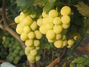 Сорт винограда «Валентина»