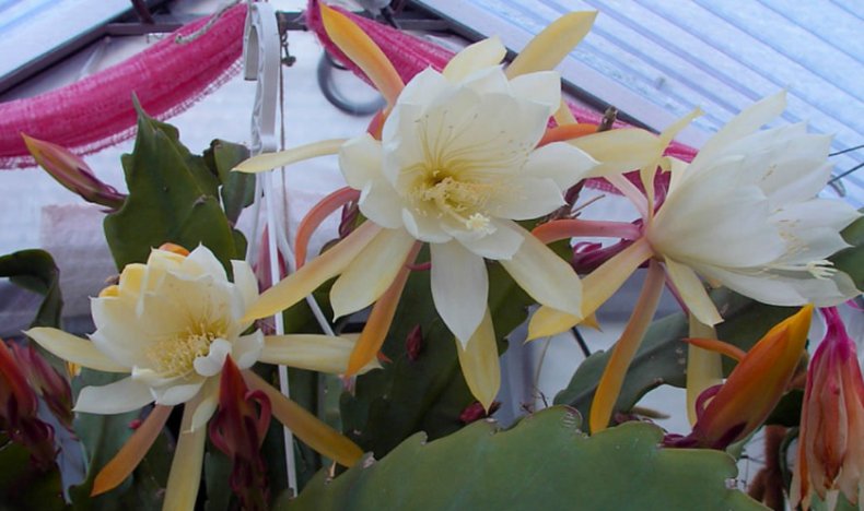 эпифиллума, длиной шириной, эпифиллума округлозубчатого, Epiphyllum Hookeri, самого основания, Цветы большие