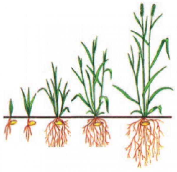 Что такое вегетация деревьев. Корневая система озимой пшеницы. Вегетационный период растений что это такое. Вегетация растений зерновы. Вегетация озимой пшеницы.