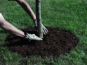 Обязательно нужно провести мульчирование почвы вокруг дерева