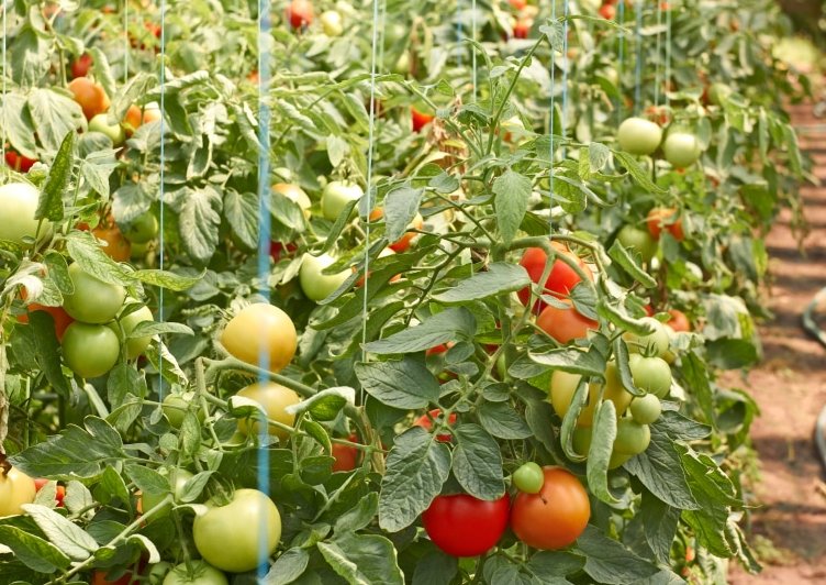 как нужно поливать помидоры в открытом грунте