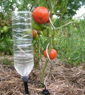 Капельный полив томатов с помощью бутылки