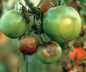 Фитофтороз помидор