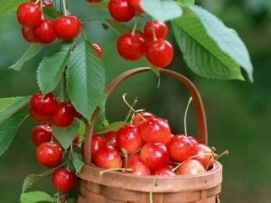 Черешня - самая вкусная летняя ягода