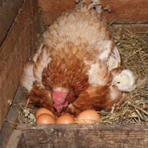 Птица также может высиживать яйца