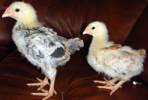 Половые отличия цыплят