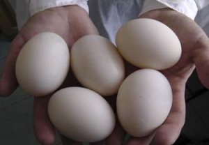 Яйца уток Мулард