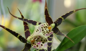 Орхидея мильтассия