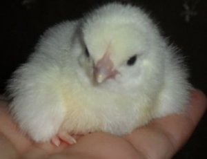 Новорожденного цыпленка нужно накормить яйцом