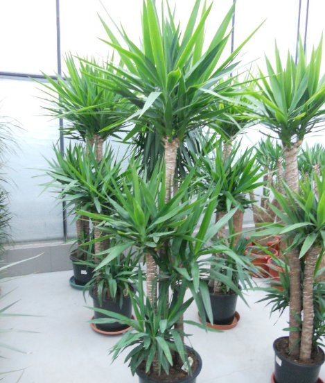 Yucca ELEPHANTIPES Юкка слоновая
