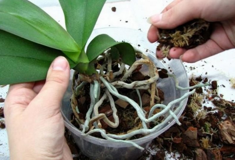 Пересадка орхидеи
