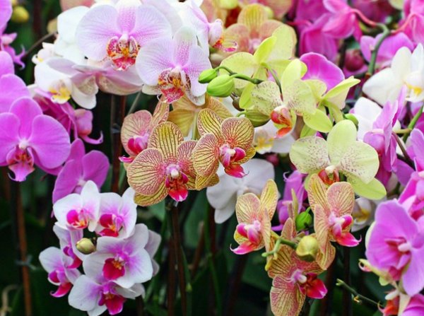 Imagini pentru poze cu orhidee