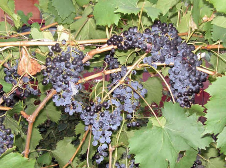 Виноград на Урале