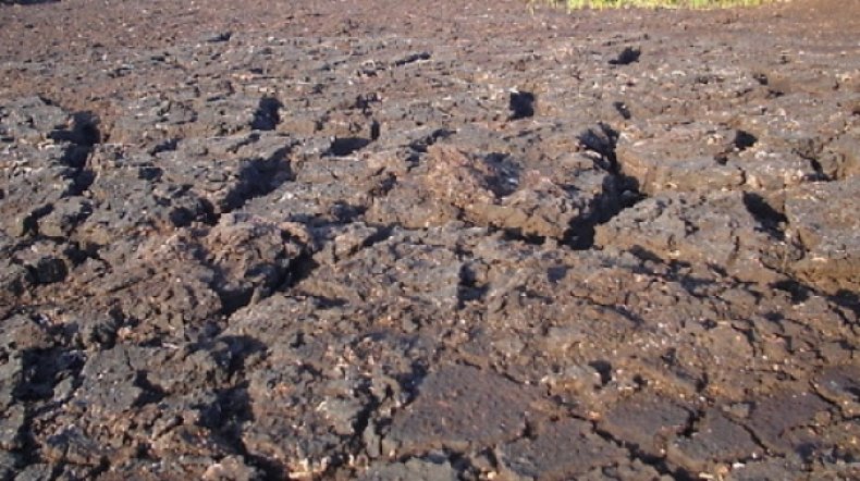Торфяно-болотистая почва