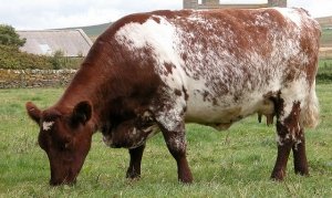Коровы и быки породы больших размеров