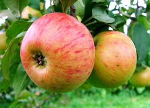 Описание сорта яблони Медуница — особенности, правила посадки и ухода, сбор урожая + фото