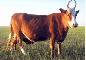 Калмыцкая породы коров