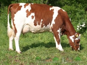 Самым ярким представителем молочного типа крупного рогатого скота является порода коров айрширская