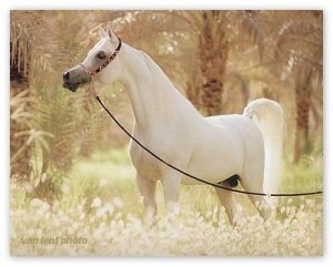 Арабская порода лошадей является самой универсальной и добросовестной породой