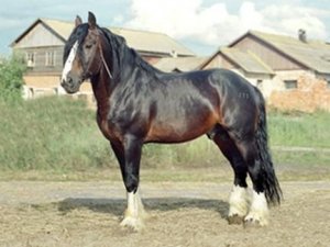 Владимирский тяжеловоз-массивнейша порода лошадей