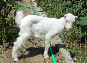 Ламанчи являются одними из самых устойчивых коз к условиям содержания