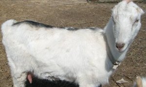 коза, ламанчи, уникальный, любым условиям, условиям содержания, фактически любым