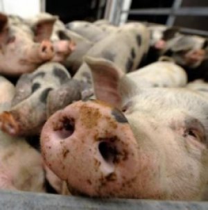 Миргородским свиньям обязательно нужно обеспечить регулярное и полноценное питание
