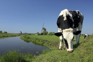 Голландская корова