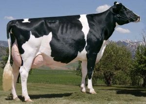 Голландская порода коров характеризуется высокими удоями.