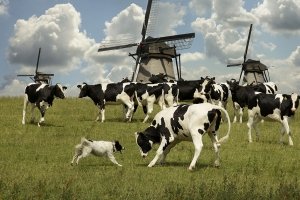 Голландская порода коров успешно разводится по всему миру