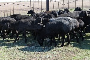 Гиссарские овцы являются одними из самых крупных в своем роде