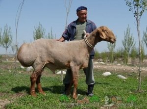 Гиссарским овца не так важно обеспечить пастбища с большим количеством еды, как большие по территории.