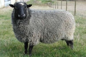 Высокая адаптивность овец к самым разнообразным условиям климата и содержания