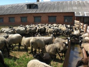 В тщательном уходе овцы романовской породы не требуются.