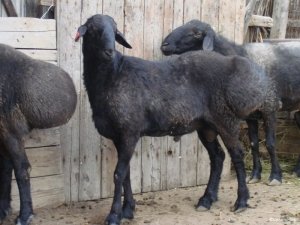 эдильбаевская, овца, раскрывать, эдильбаевских овец, большинстве случаев считают, казахских степей