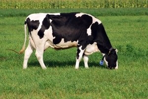 Коровы могут получать очень много витаминов на пастбищах