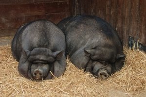 Вьетнамские свиньи в последнее время начинают становиться все более популярными