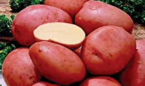Желательно проводить опрыскивания картофеля