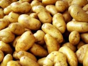 Картофель сорта «Лидер» не боится фитофтороза