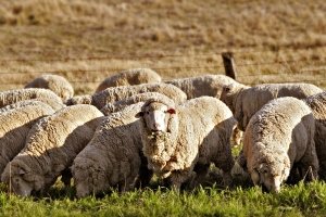 Разводить овец-выгодное дело Разводить овец-выгодное дело