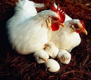 Яйценоскость куриц может доходить до 300 яиц в год
