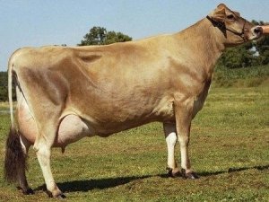 Порода коров «Джерсейская»