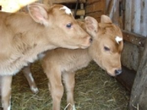 Материнское молоко даст теленку много витаминов
