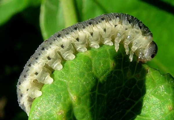 Паутинный клещ на бархатцах, тля и другие вредители растения: фото паразитов, которые съедают листья цветка, чем с ними бороться и как обработать в огороде