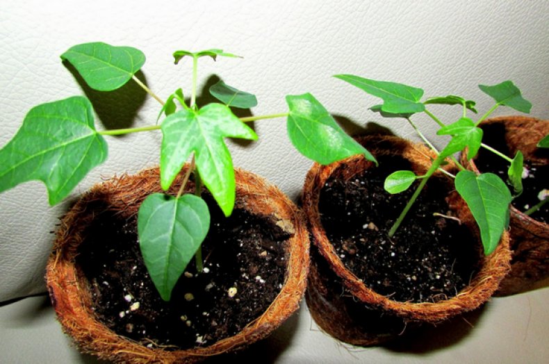 Растения папайи